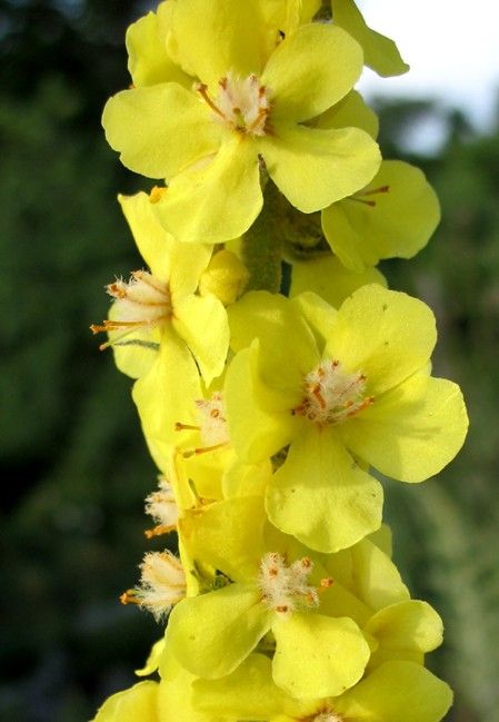 Verbascum pulverulentum / Verbasco a candelabro